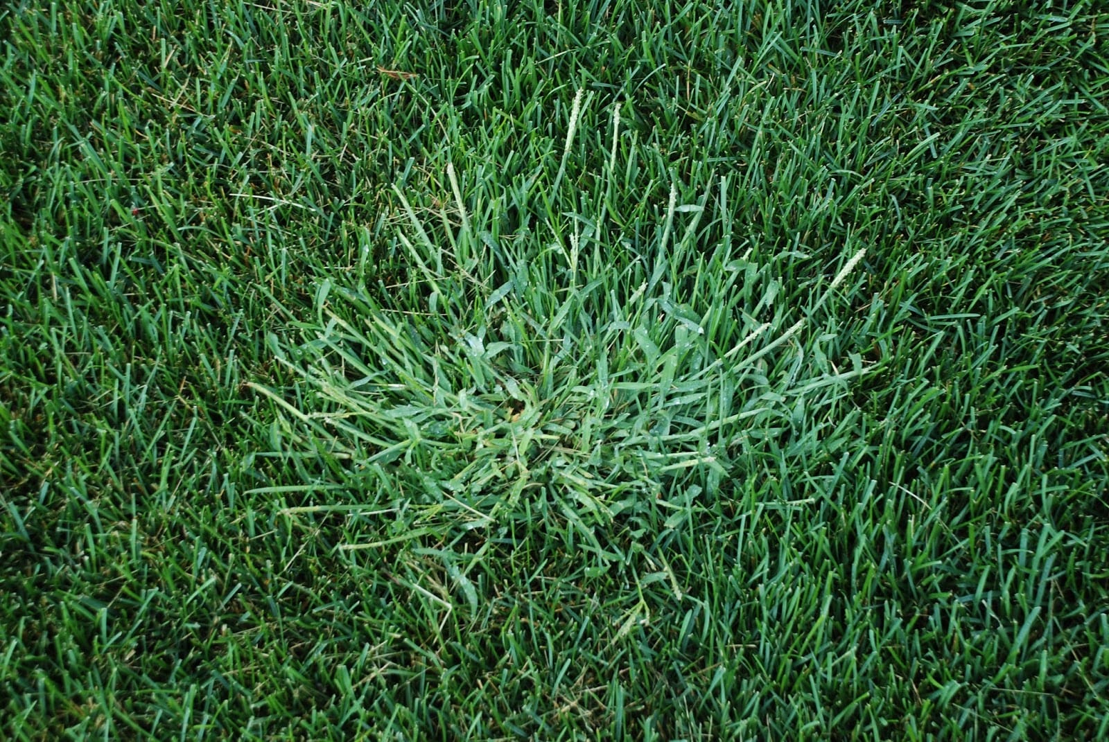 Read more about the article Crabgrass Montgomery AL