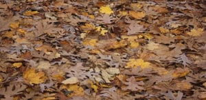 Read more about the article Leaf Cleanup Montgomery AL