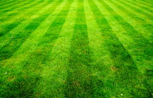 Read more about the article When to Mow the Yard | Best Time of Day